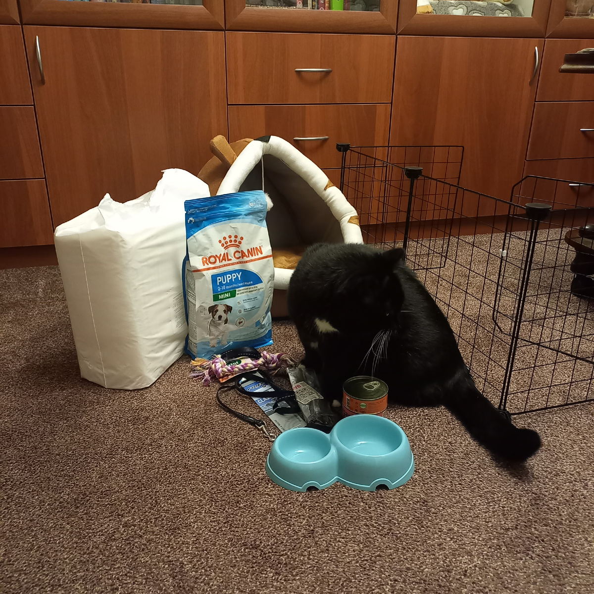 Главное - купить кота не забудьте!