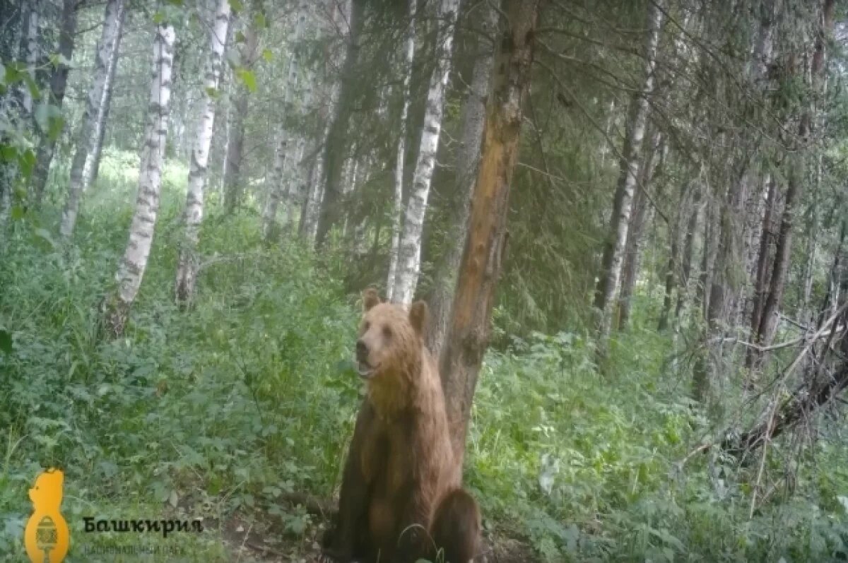    В нацпарке «Башкирия» спелеологи едва не столкнулись с медведем