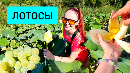 #118 Лотосы 2024 в Абрау-Дюрсо. Озеро Бам #леснаяцаревна #пойдемсомной #sumkiberry