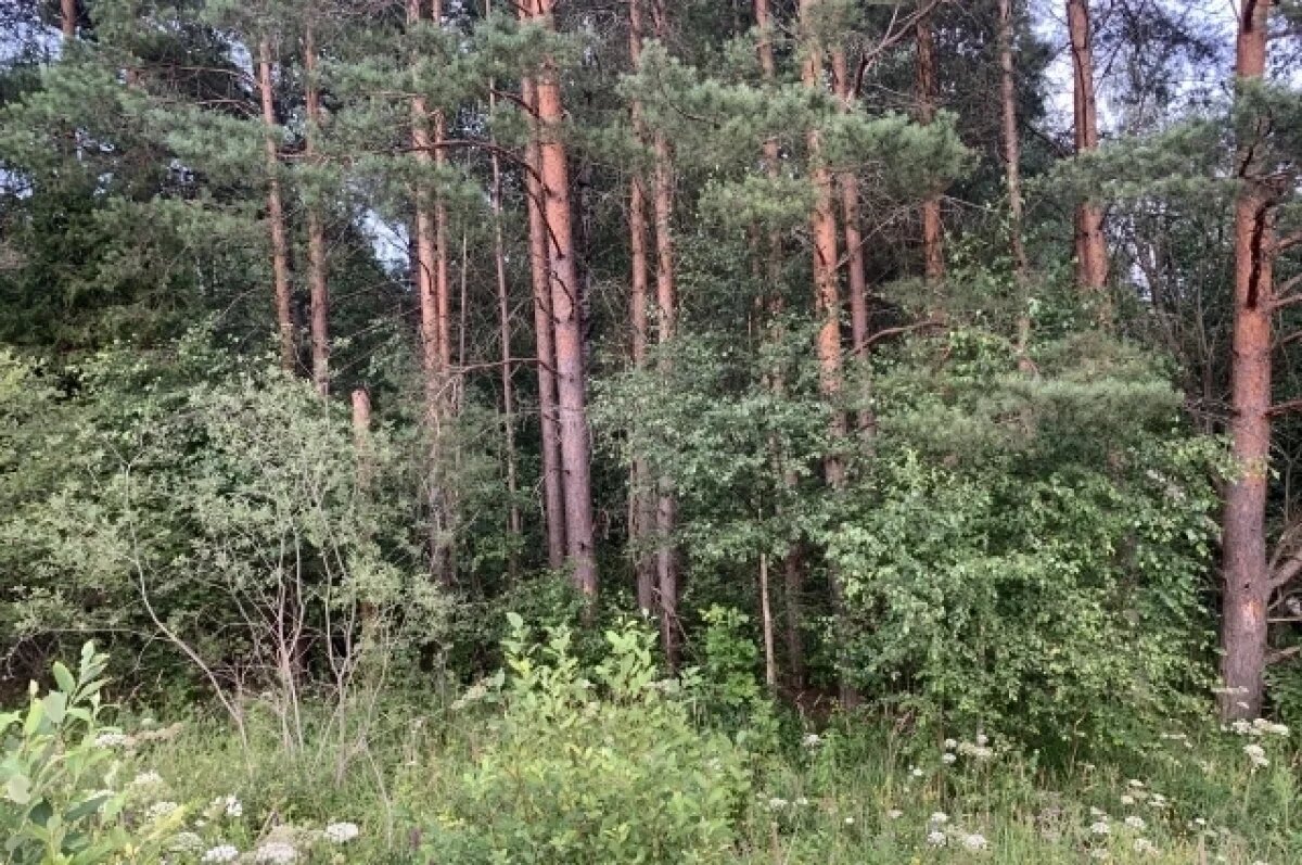    Нижегородцев попросили не посещать леса после атаки БПЛА