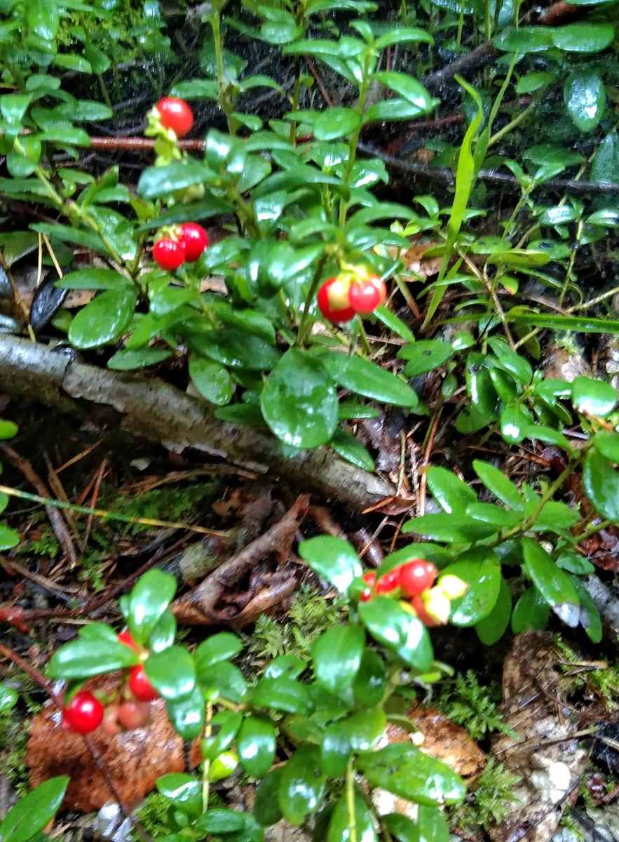 Лесная брусника как бусинки...