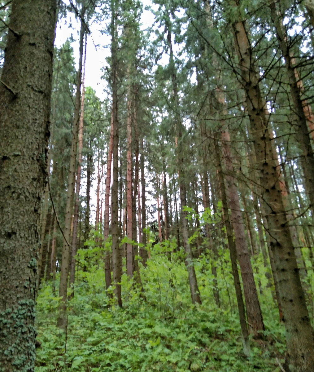 Лес родной!