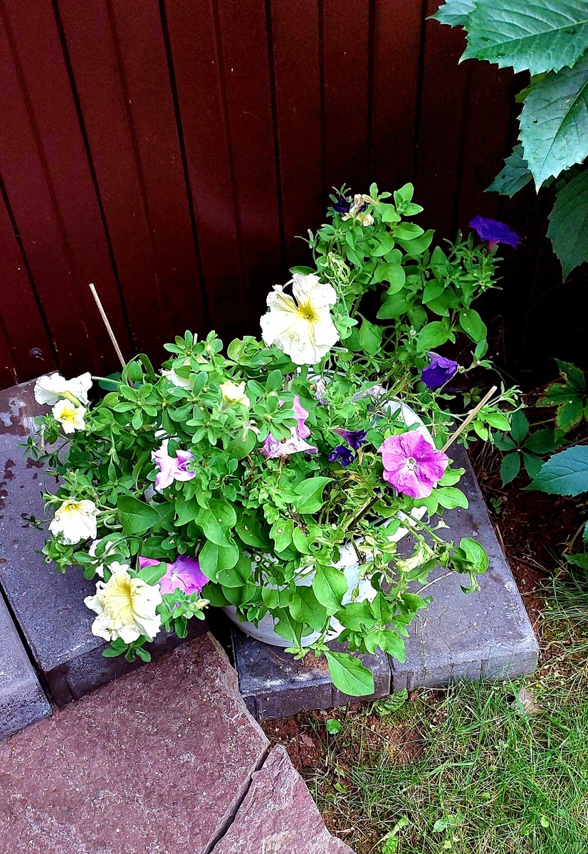 С петуниями в этом сезоне полный провал.