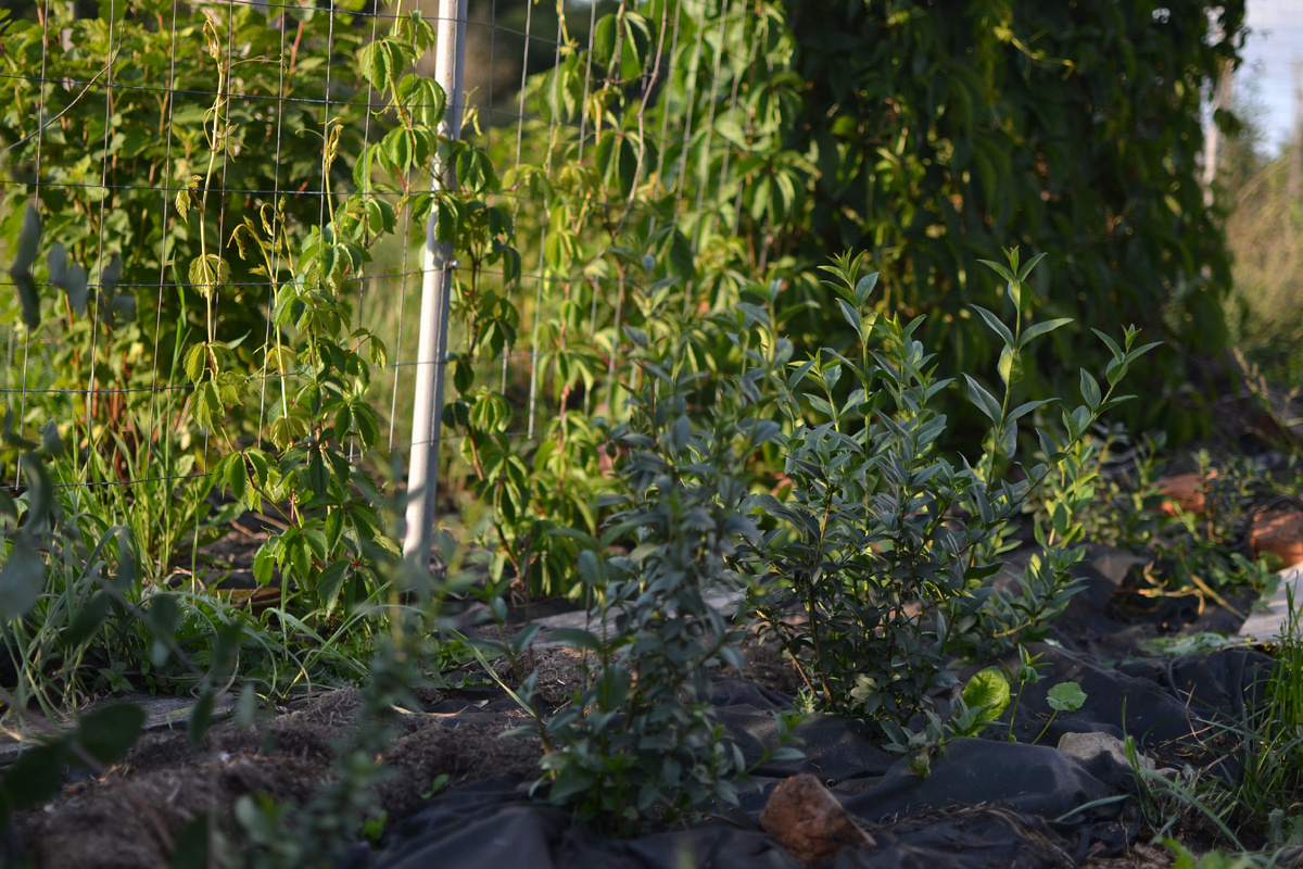 Молоденькие кусты бирючины вдоль рабицы. Будущая живая изгородь