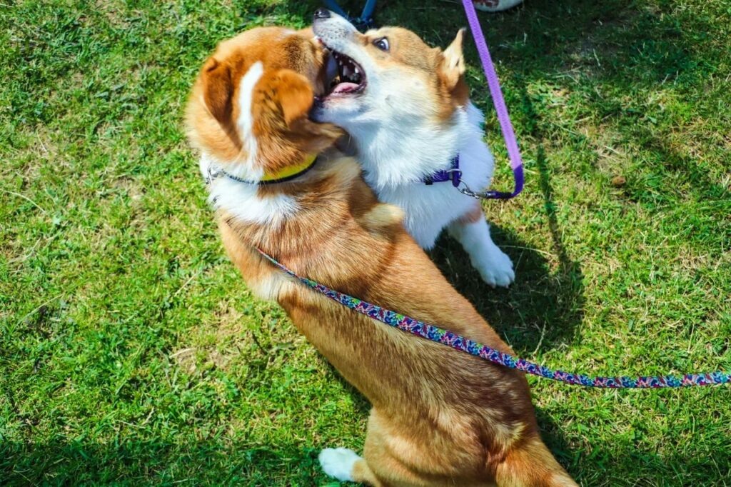    Фото: Варвара Вострокнутова, «КИ»