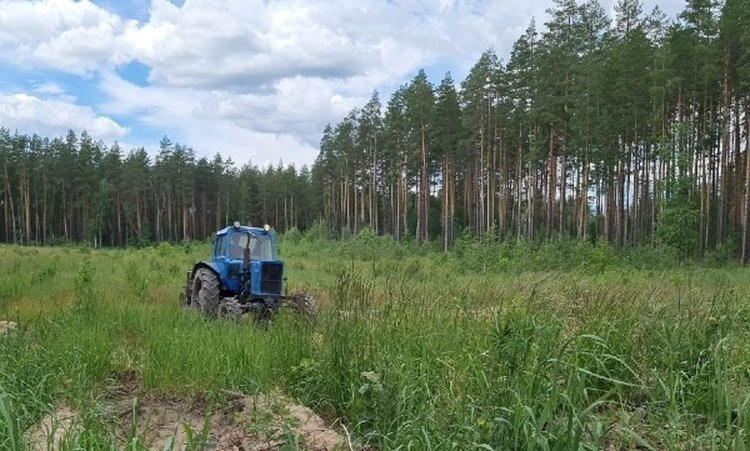    ​Агротехнический уход за лесными культурами в Ярославской области уже выполнен примерно на 7 тысяч га
