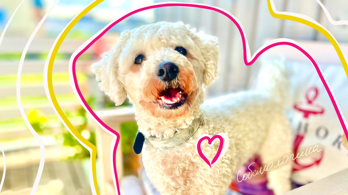 Покраснение шерсти у светлых собак — это часто не признак аллергии