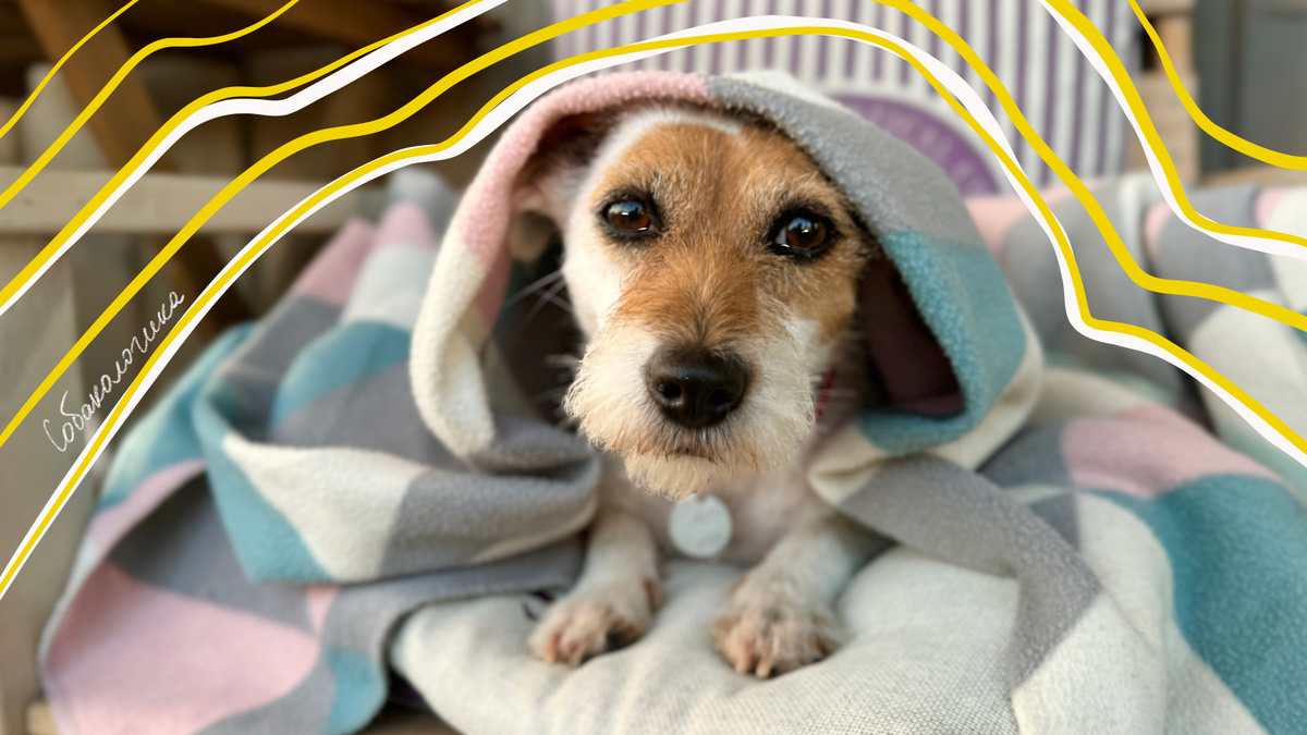 Видите рыжину на мордочке и на кончиках лапок? Это и есть грибок малассезия. Не страшно, но можно убрать