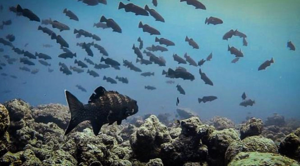   Rucha Karkarey et al. / Biology Letters, 2024