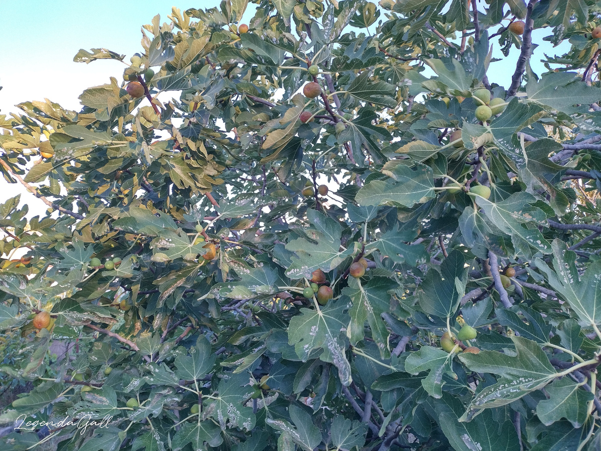 Просто безобразно много плодов спелых