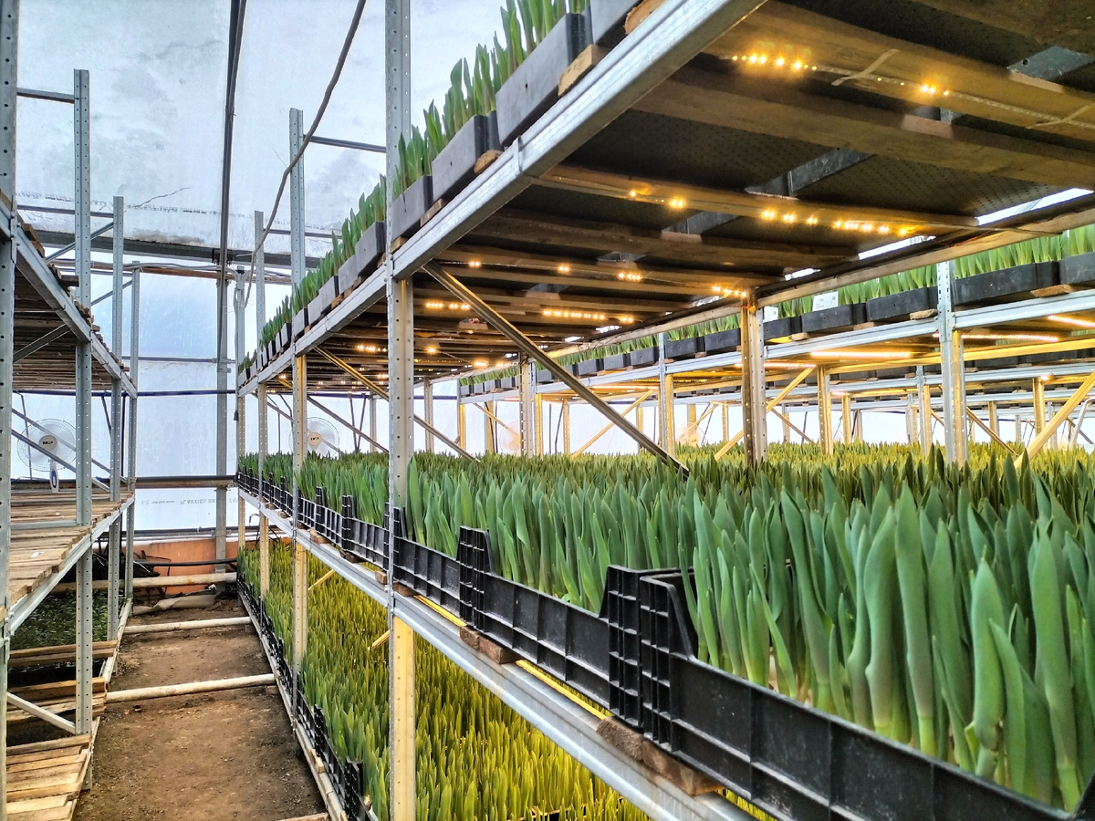 Выгонка тюльпанов на ярусах к 8 марта