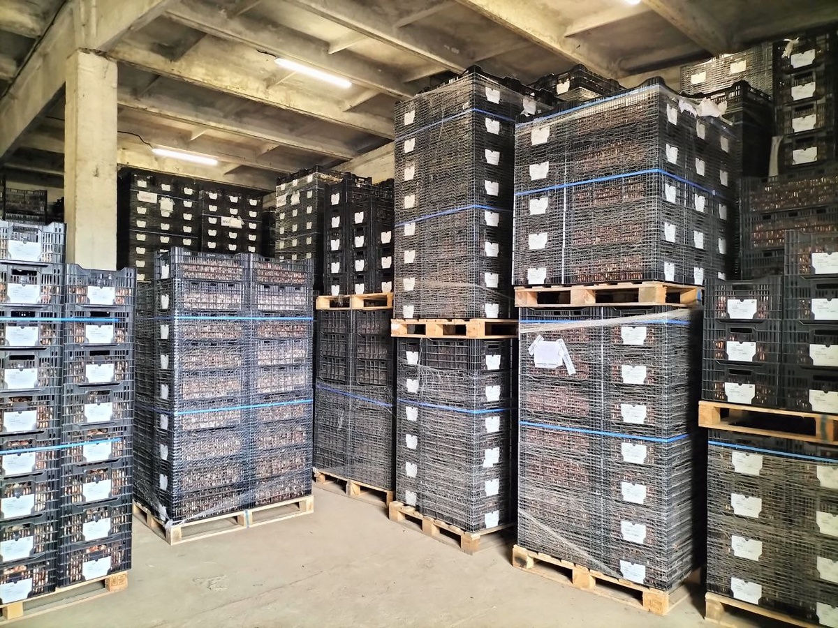 Луковицы тюльпанов в паллетах