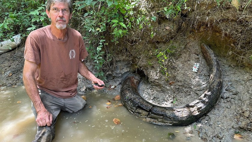 На берегу Миссисипи нашли огромный бивень мамонта весом 270 килограммов
