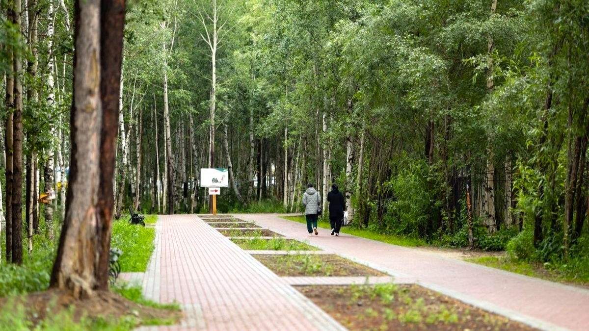    В одном из парков Сургута посадят почти 1000 деревьев