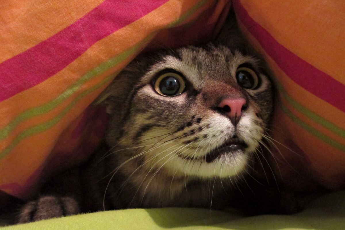 Испуганный котик 