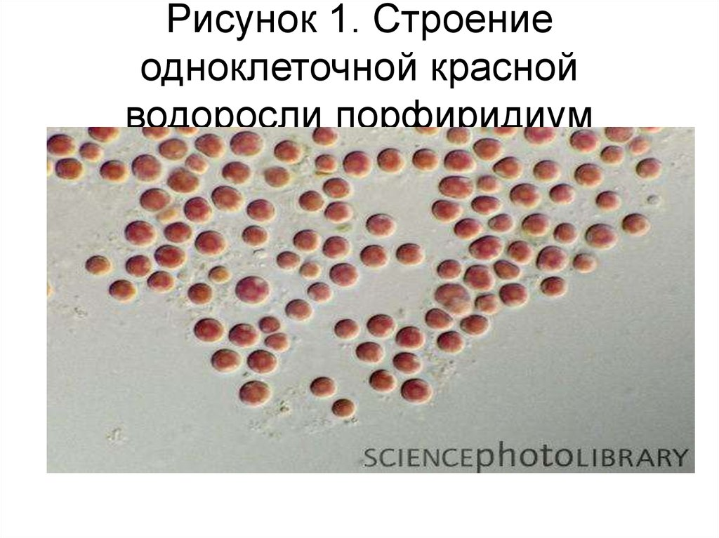 Жгутиковых форм не имеют