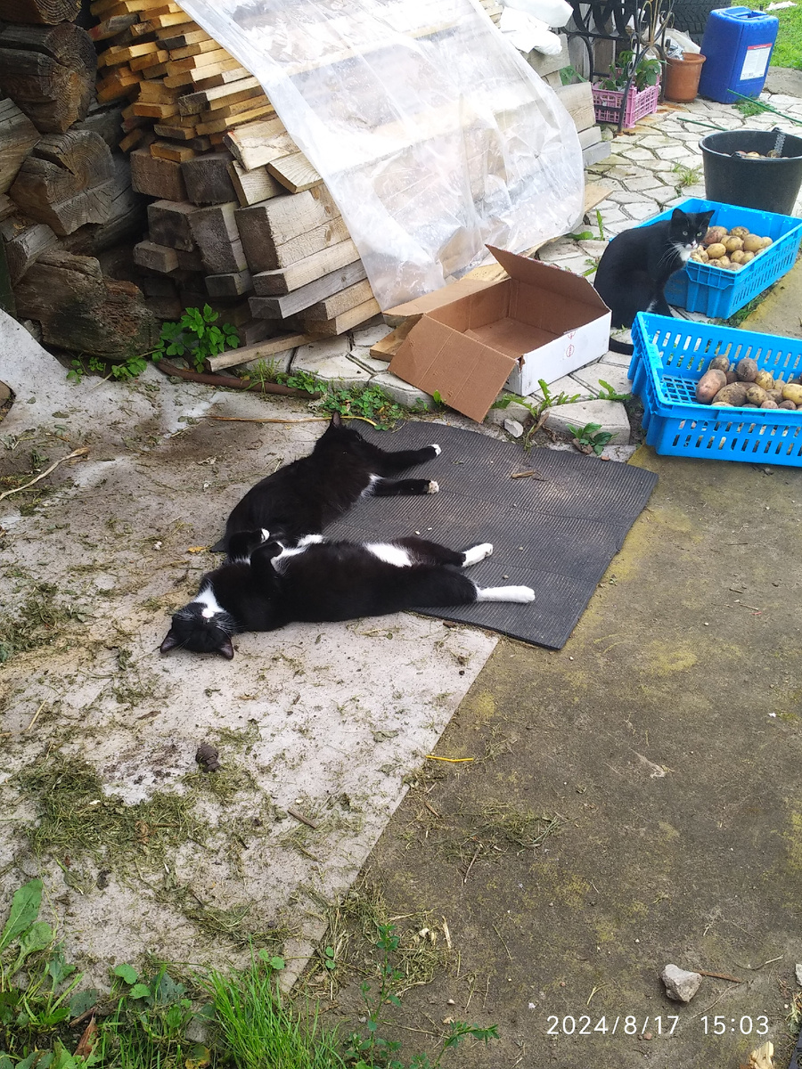 Мотя, Гера, Люся.