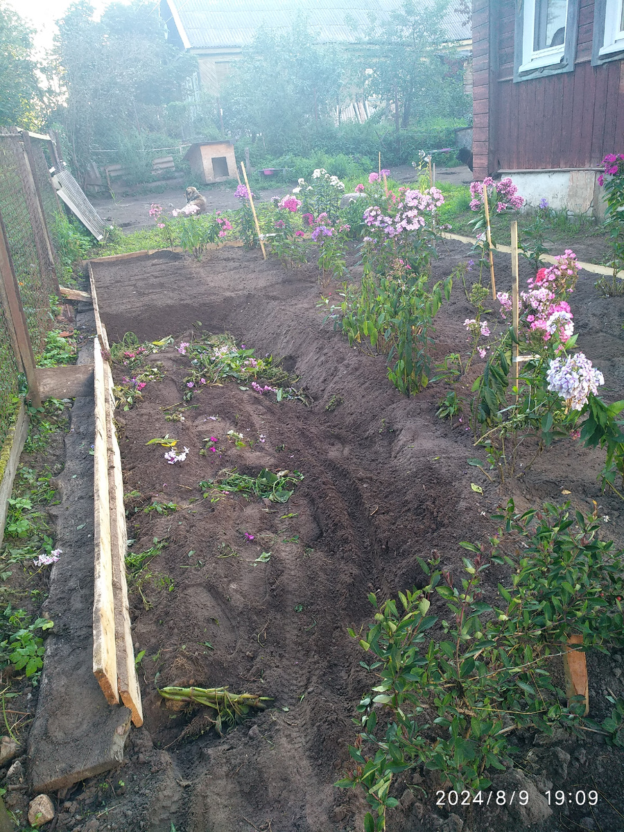 Сверху травы я уже стала насыпать землю. Уровень земли в палисаднике, в низшей его точке в результате поднялся сантиметров на тридцать. 