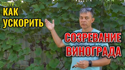 🍇 Солнечные грозди уже в августе! ☀️ Проверенные методы ускорения созревания винограда! 🍇 Сладкий виноград к вашему столу!