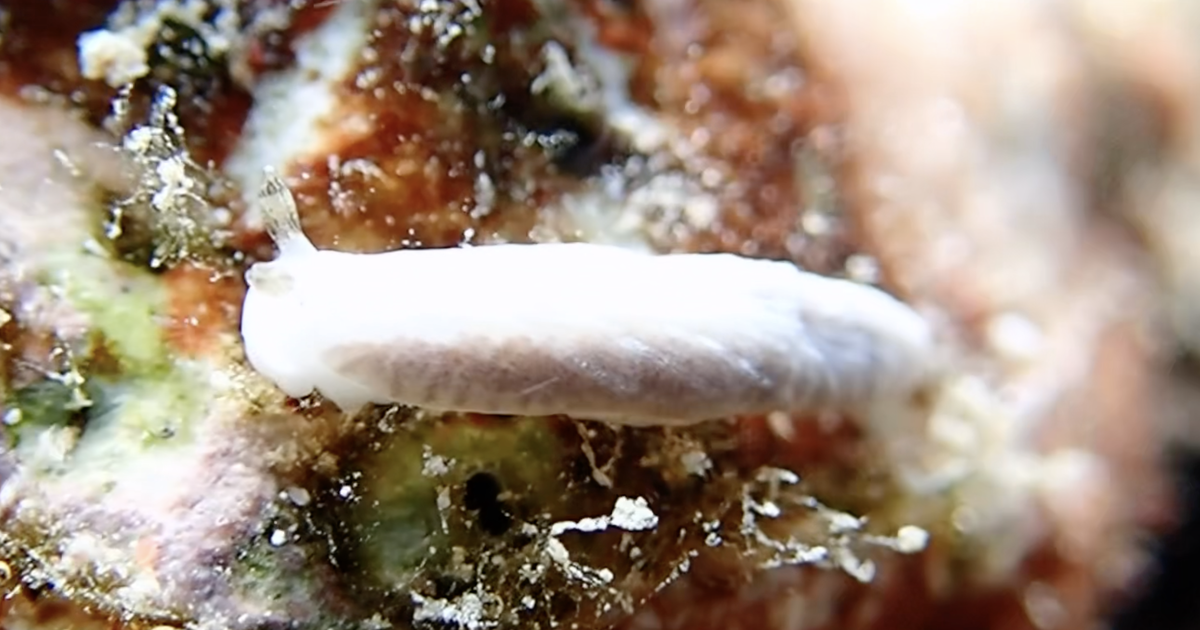 Dermatobranchus albus - ювенильная форма.