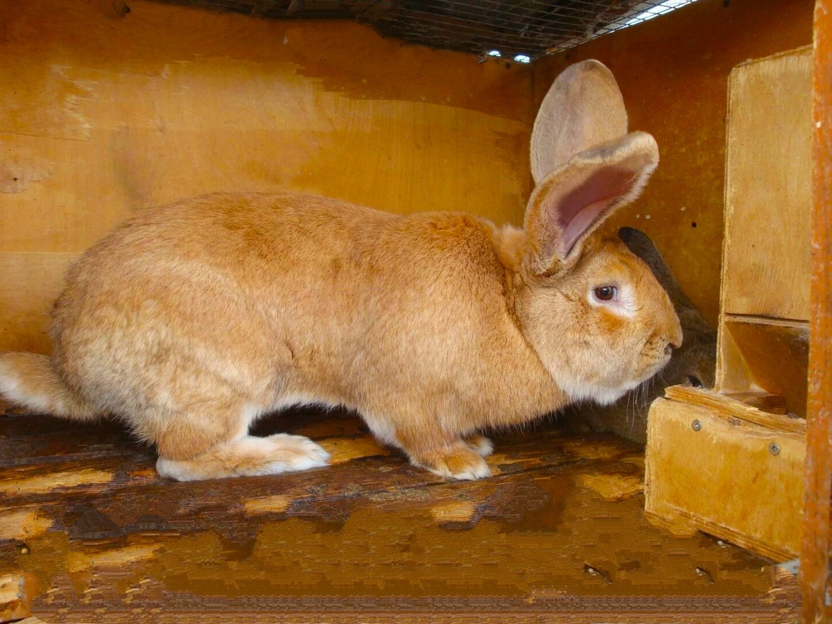 Резин кролик