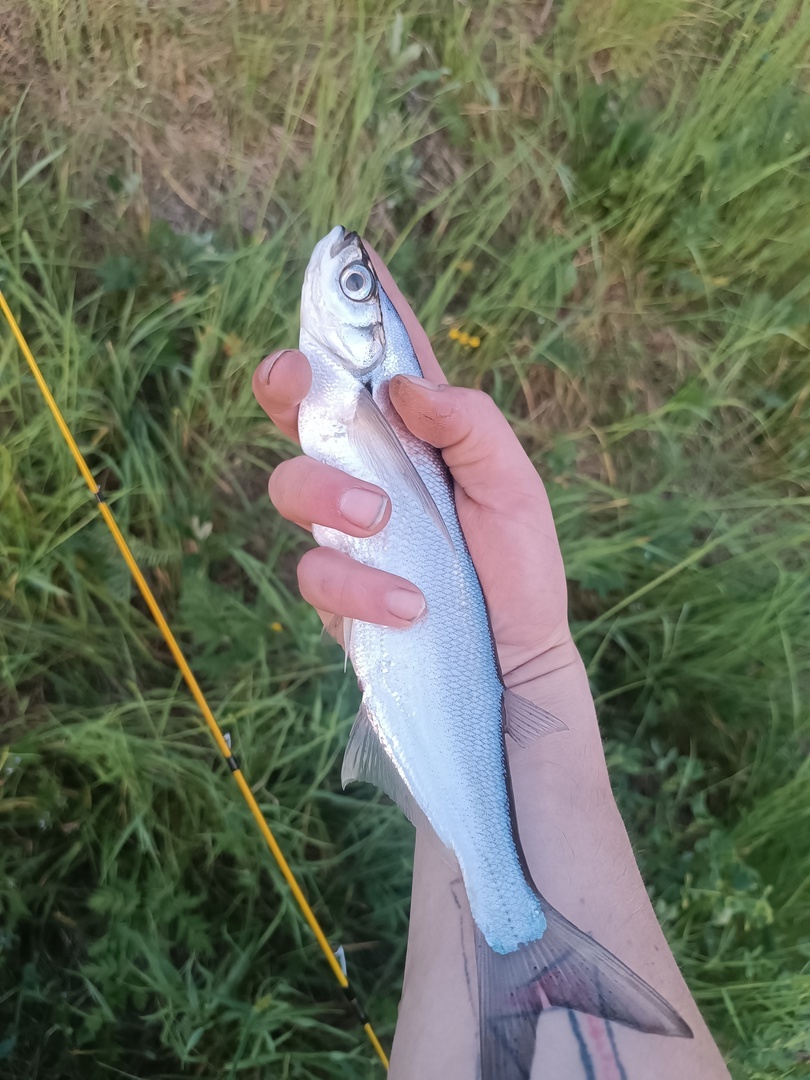 Небольшая чехонь пойманная мною на спиннинг