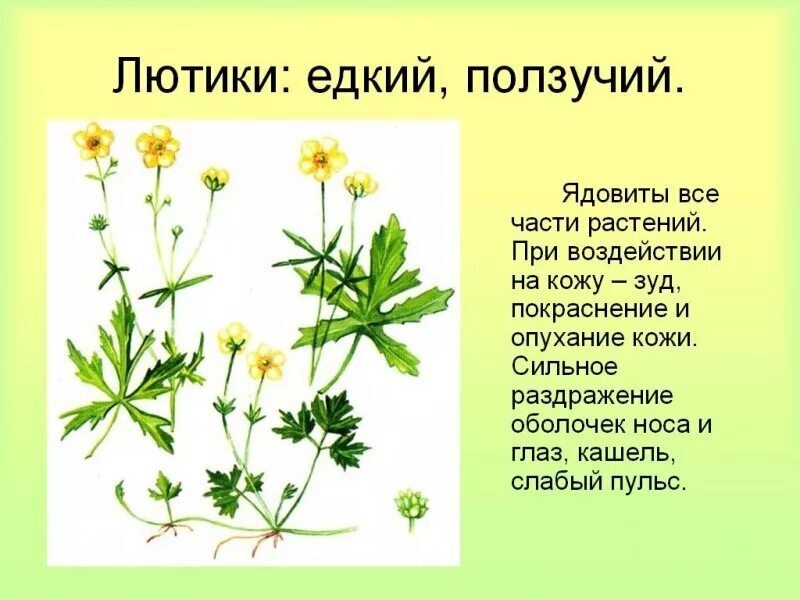 Лютик ядовитый. Фото из открытых источников