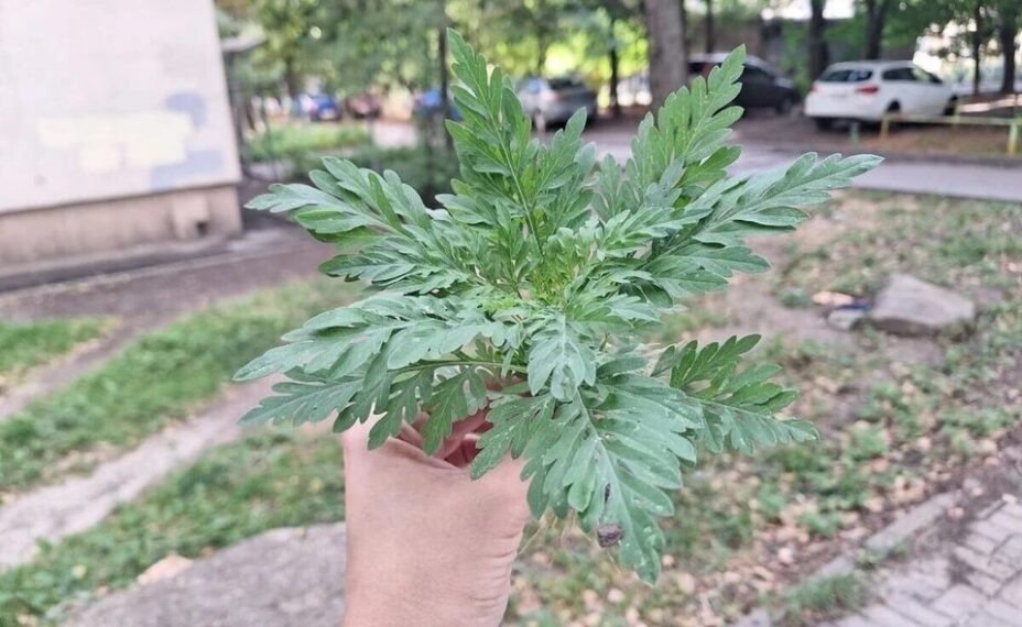    Чаще всего на амброзию в Ростове жалуются жители Левенцовки. Фото: Дмитрий КУТЕПОВ