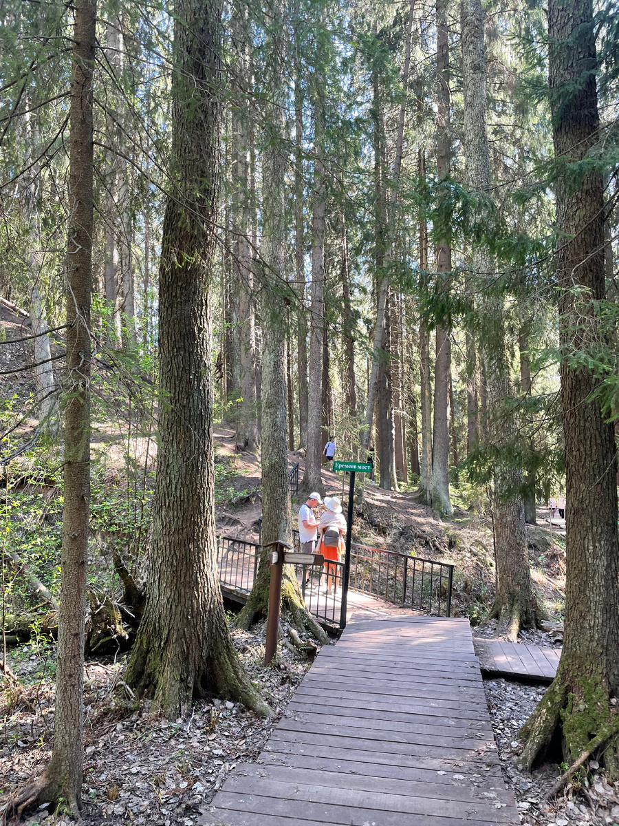 Эко-тропа в Комарово прекрасна в любое время года