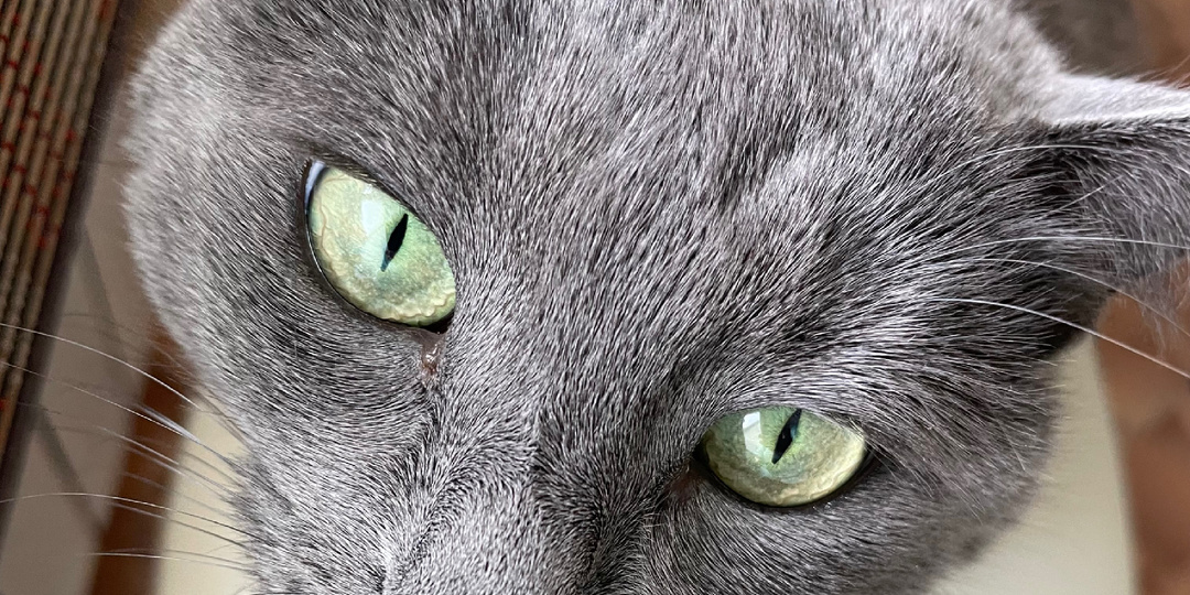 Кошка нас предупреждала, но мы не сразу поняли о чем. А потом кто-то долго смеялся