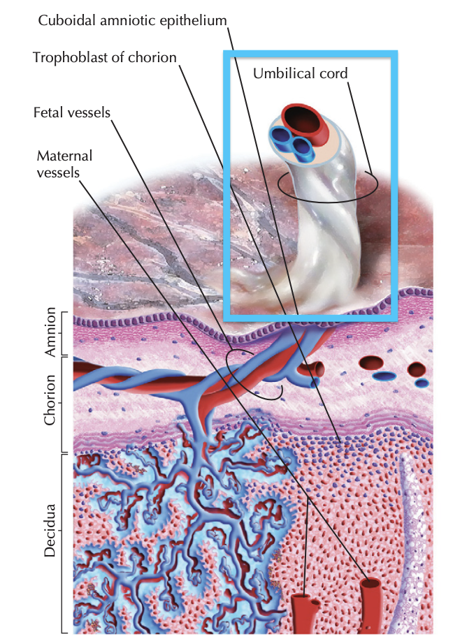 Вена и две артерии внутри Вартонова студня (в голубой рамке)