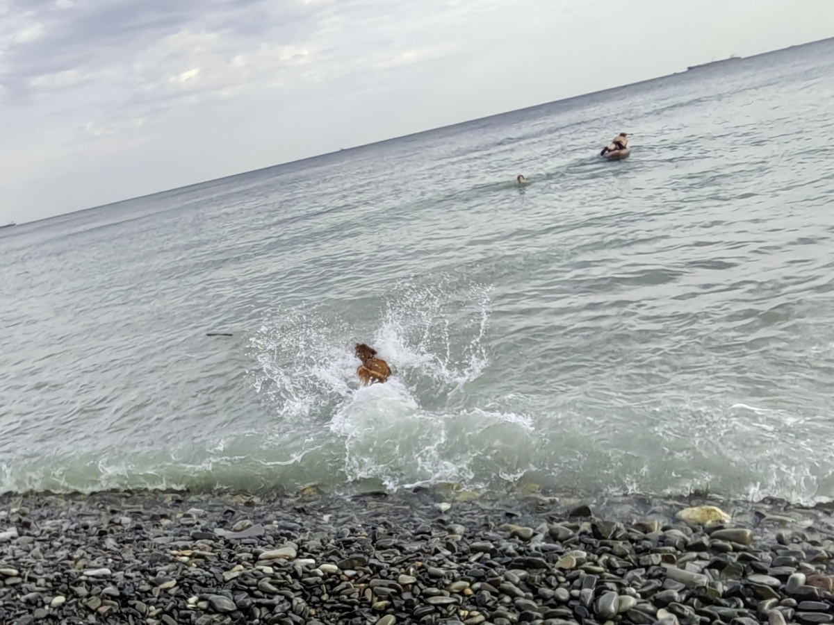 Ирвин летит за палкой