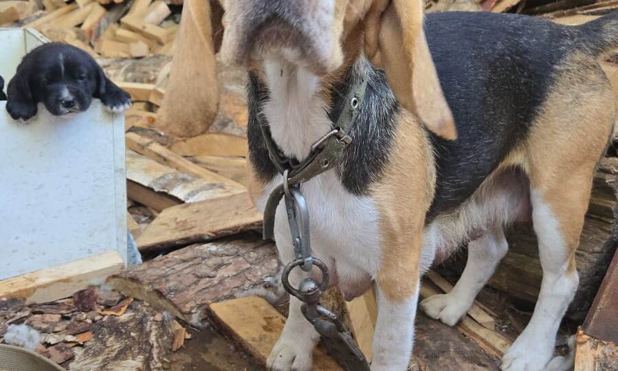 Собственник СНТ решил свою собаку породы бигль не в лесу со щенками оставить, а принес на КПП и ушел