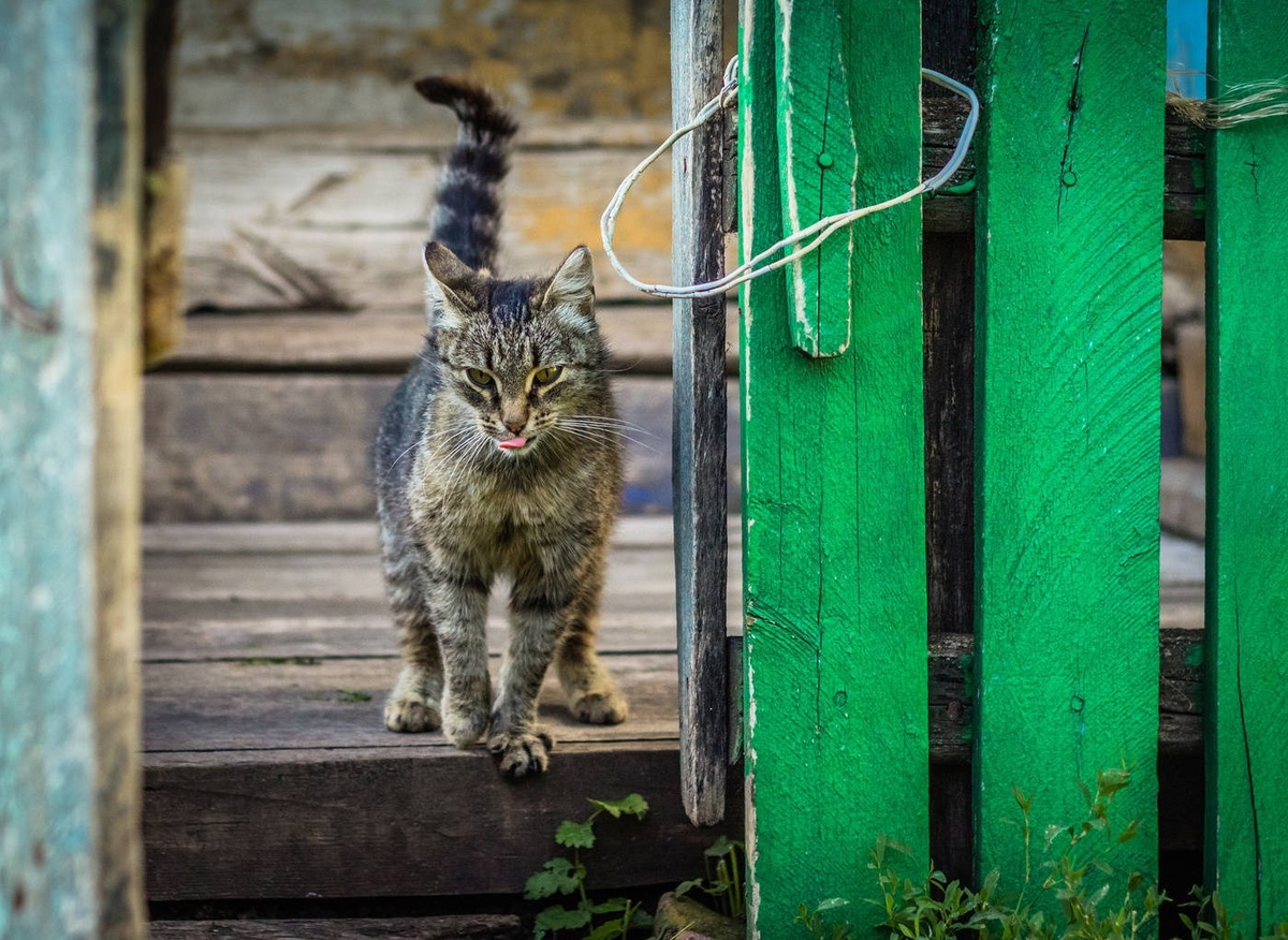 Или так выглядела мама ЖуЖу. Фото взято из интернета