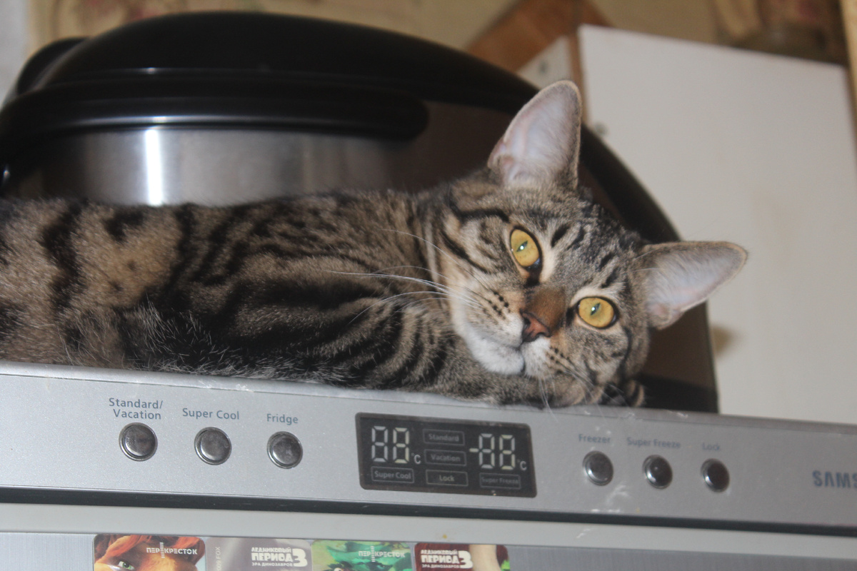 Высоко Шерхан забрался, не достать кота