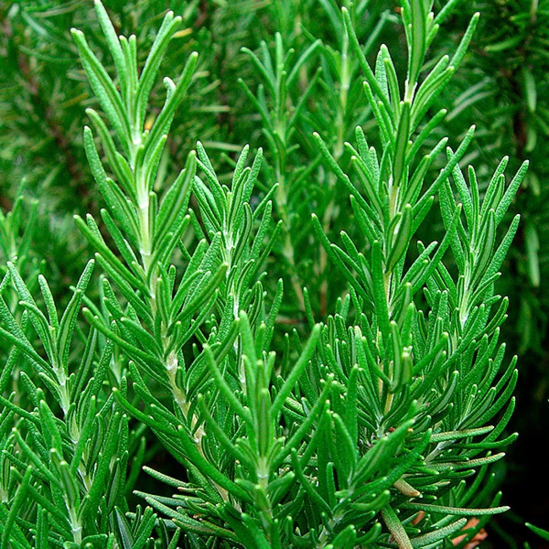 Фото из сети. Мой ушел в чаи и специи