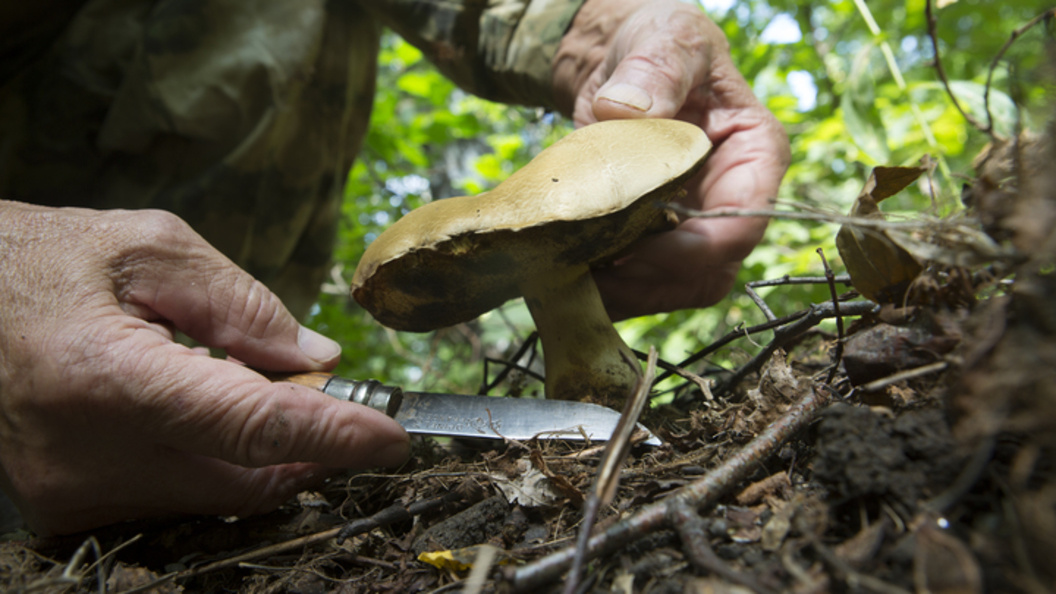    Nikolay Gyngazov/Global Look Press