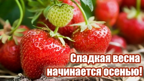 Подкармливаю клубнику в августе и осенью правильно — плюс другие важные мероприятия перед зимовкой: кустики вас отблагодарят урожаем