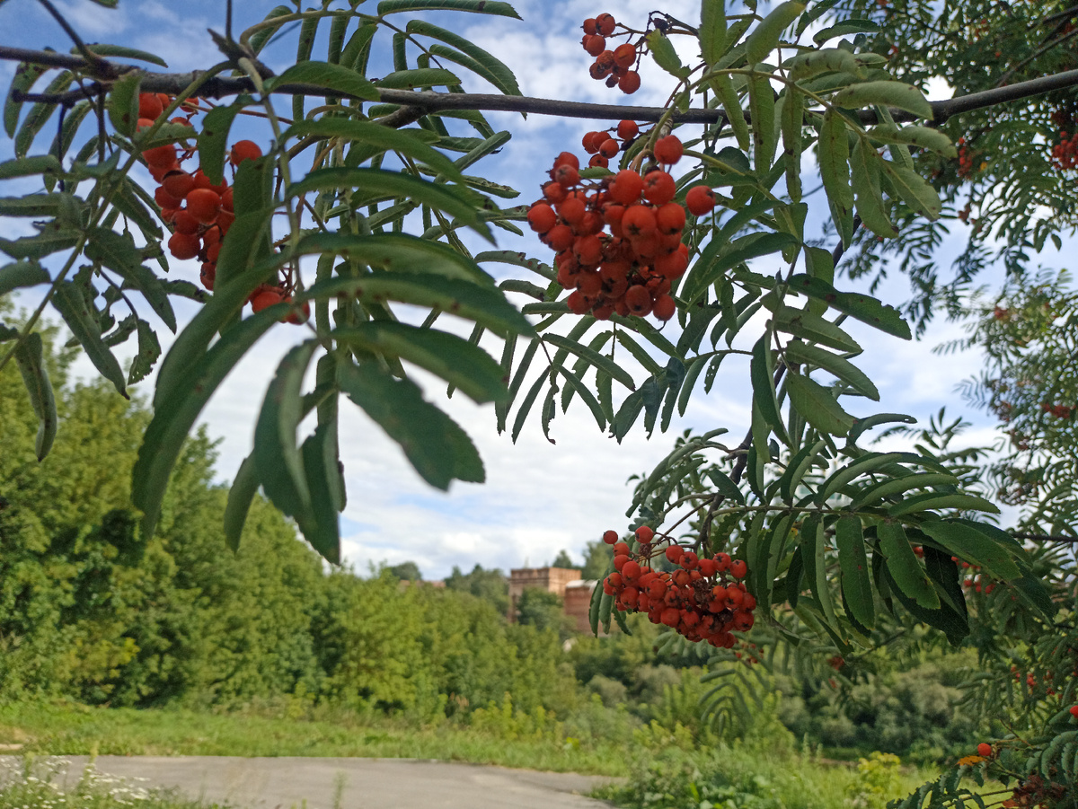 Костер рябины красной в городской среде