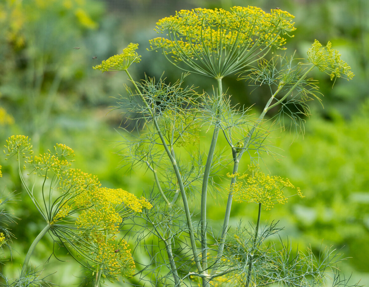 Foeniculum vulgare = фенхель обыкновенный = укроп обыкновенный