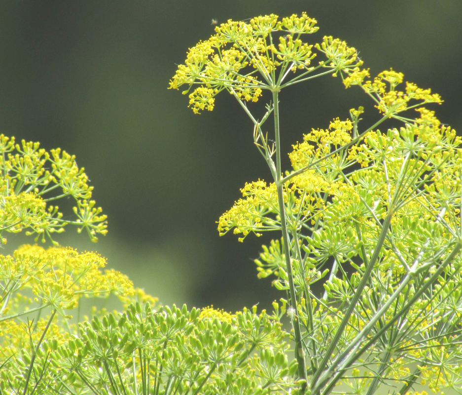 Foeniculum vulgare = фенхель обыкновенный = укроп обыкновенный
