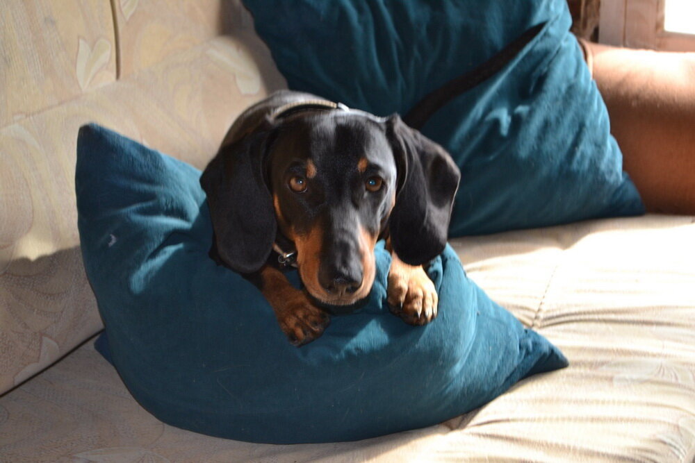 Подписка за полцены! Гав!