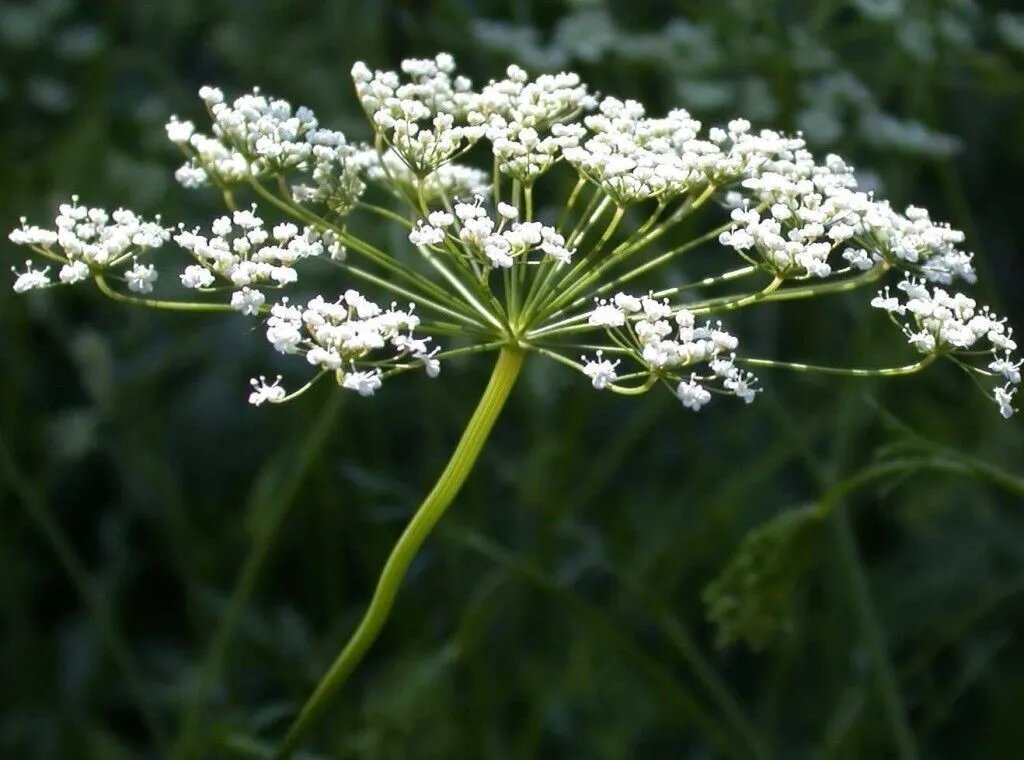 Pimpinella anisum = анис