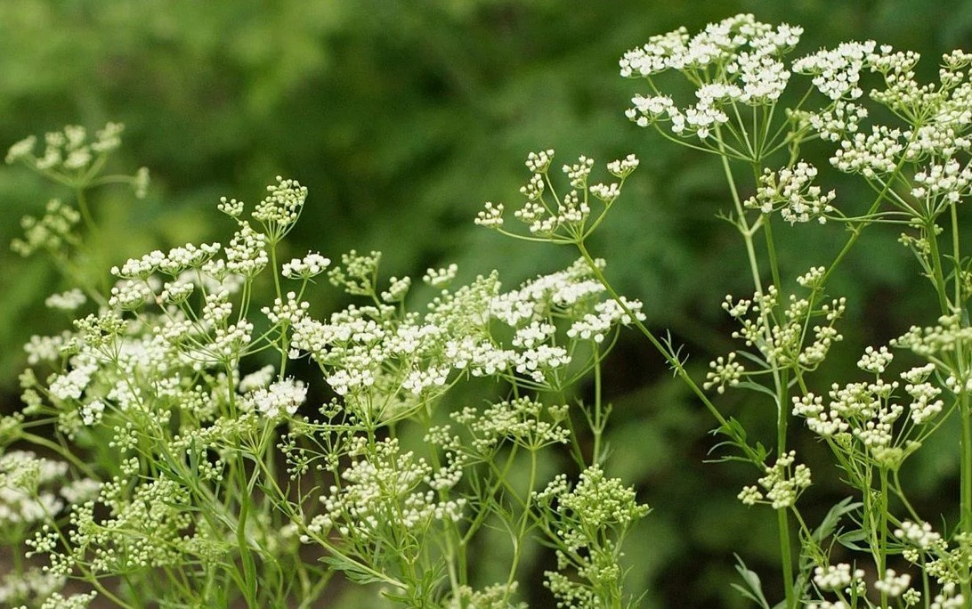 Pimpinella anisum = анис