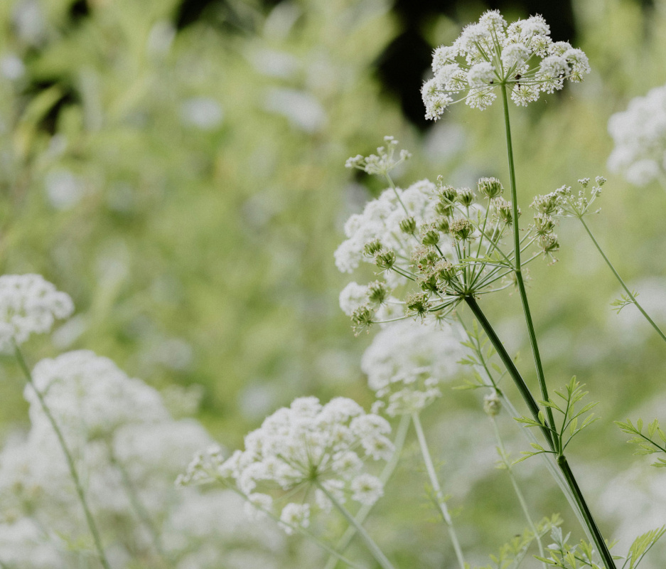 Pimpinella anisum = анис