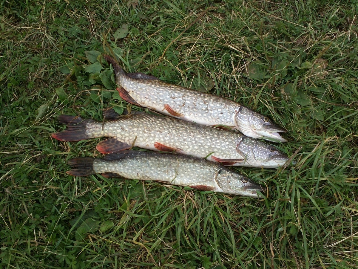 на какой глубине щука летом 