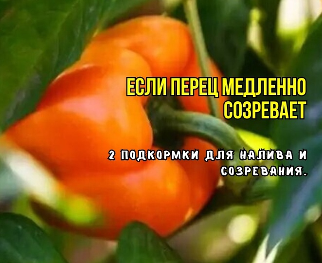 Перец созревает быстро и будет сладким, толстостенным: 2 подкормки в августе для быстрого налива и созревания. Агрономы советуют