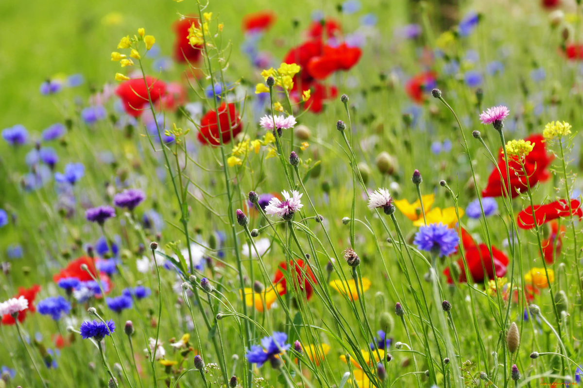 Луговые травы (artfile.ru)