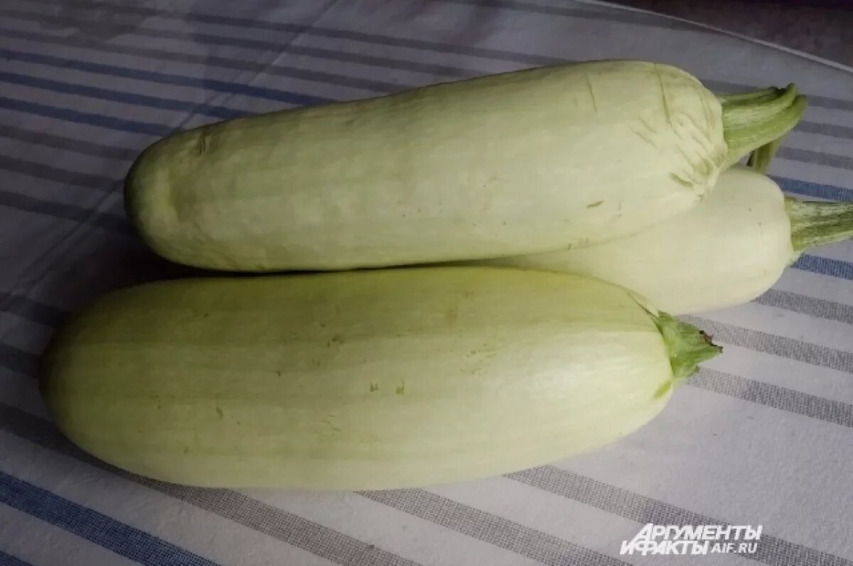    В Минприроды Новосибирской области назвали способ избавления от кабачков