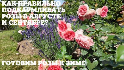 Как правильно подкармливать розы в августе и сентябре?